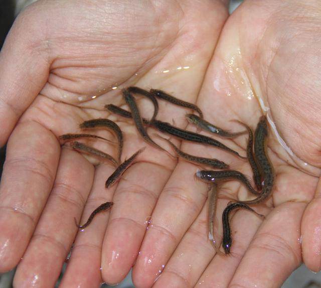 鲜活泥鳅观赏鱼龙鱼虎鱼魟鱼龟筏活体饲料观赏龟