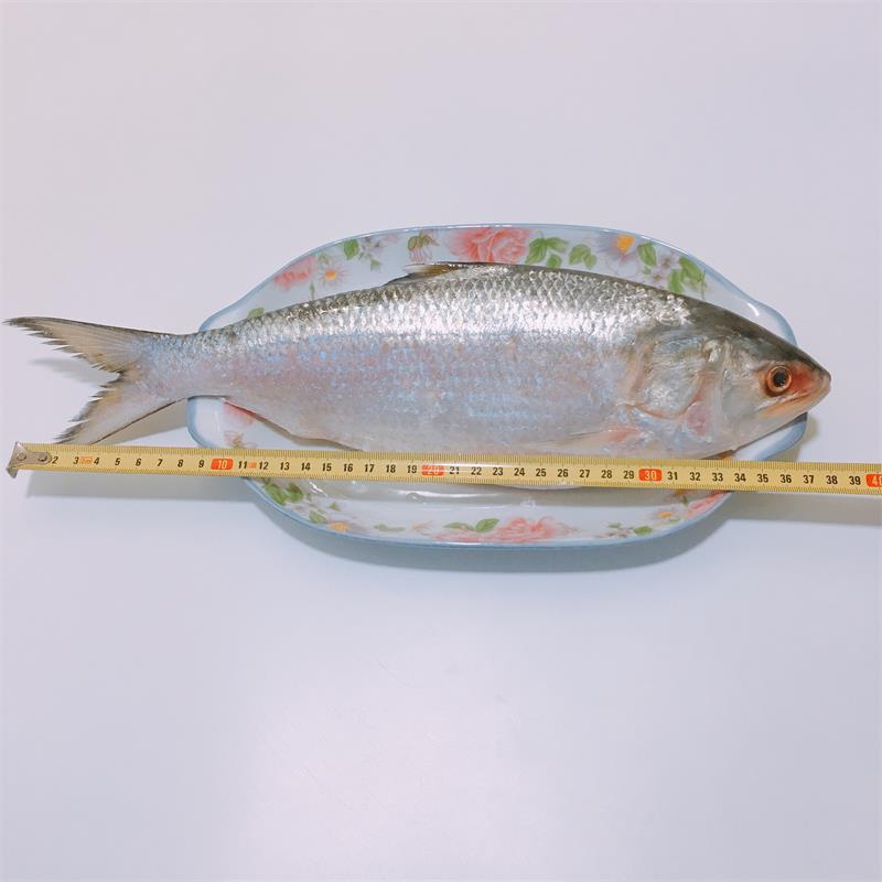 新鲜美味鲥鱼一条650g-750g海鲜淡水鱼类
