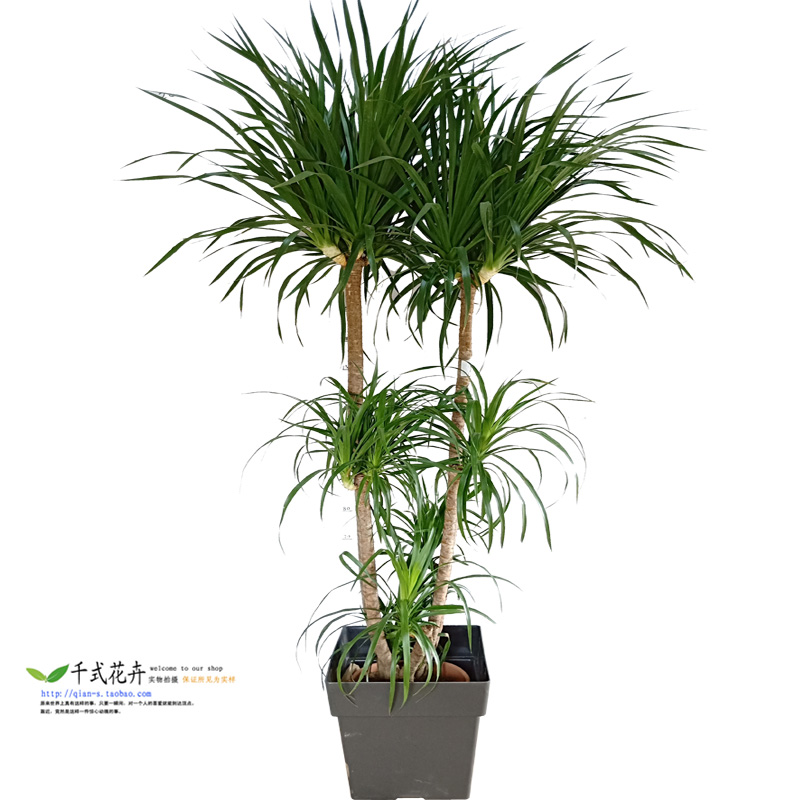 太空多头盆栽铁树龙铁树多杆铁龙绿植室内植物大型绿植