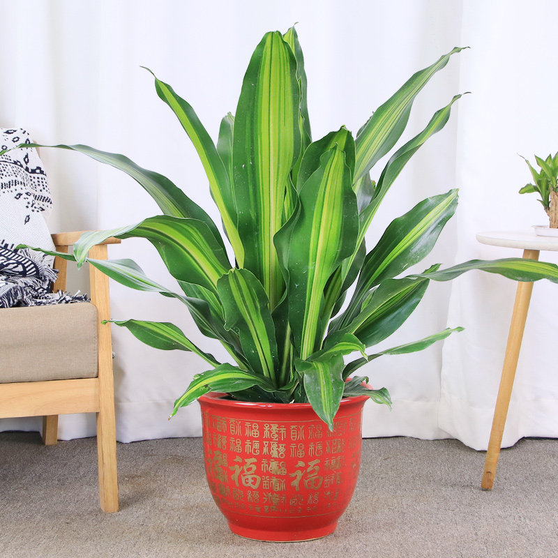 大金甲醛观广州植物叶植物金心绿植青叶西铁木巴大型绿植