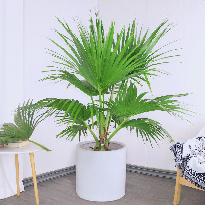 大型蒲葵盆栽棕榈树大叶葵伞花卉家居绿植走廊大型绿植