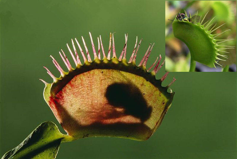 捕蚊草捕蝇草食虫植物绿植包邮盆栽瓶子草茅绿植