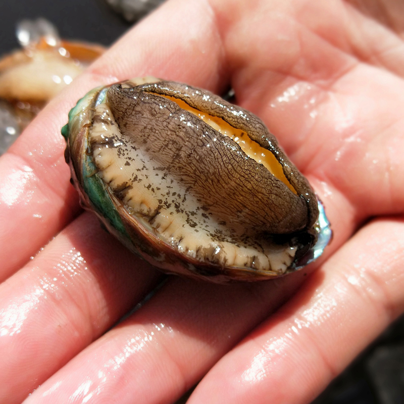 鲜活小鲍鱼 新鲜活九孔鲍鱼仔非即食野生海鲜水产活体30只包邮鲜