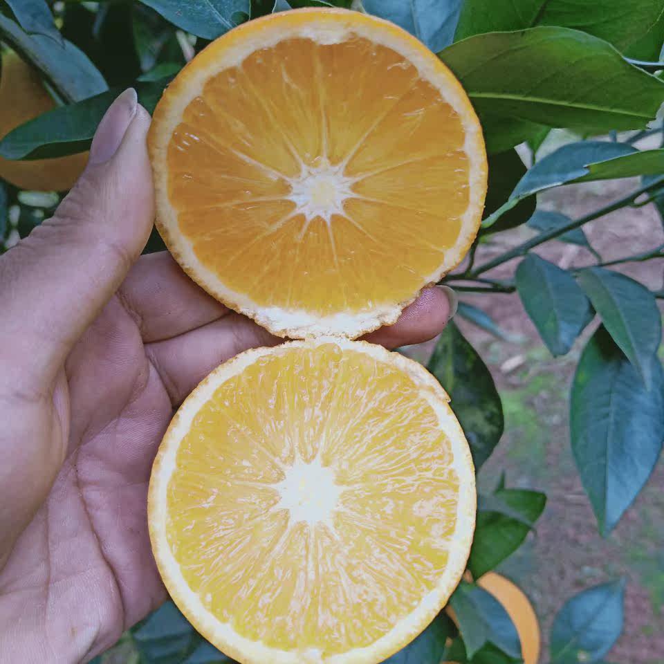 现摘正宗麻阳锦蜜冰糖橙子新鲜水果应当季薄手剥橙10斤包邮我超甜