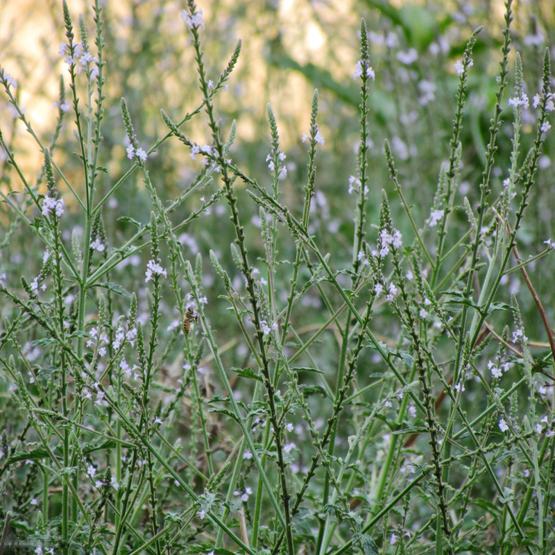 马鞭草马鞭梢铁马鞭白马鞭疟马鞭凤颈草紫顶龙芽草野荆芥500g包邮