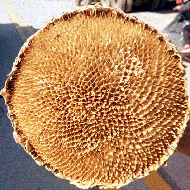 向日向日葵优质盐碱地葵花盘整整个中药材葵花籽盘粉其他药食同源食品