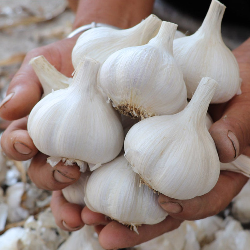 大蒜5月发22年新蒜苍山链接餐饮业饭店批量采购大蒜