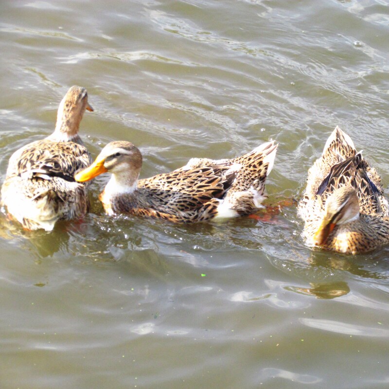 老鸭农家年老鸭子5斤生态散养麻鸭新鲜鸭肉鸭肉