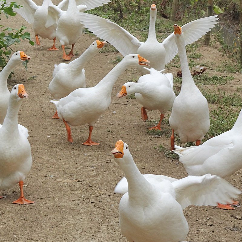 苏北草鹅顺丰笨鹅新鲜现杀鹅肉白鹅农家大白鹅肉