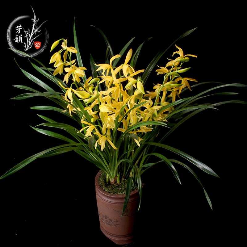 兰花室内盆栽黄金小神童花苗建兰四季办公室防吸创意