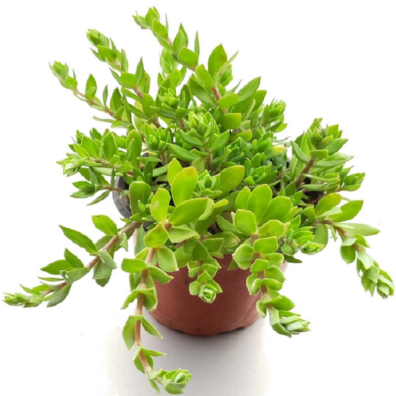 正宗庭院品上新品上绿植网红狗牙瓣观赏垂盆盆栽绿植