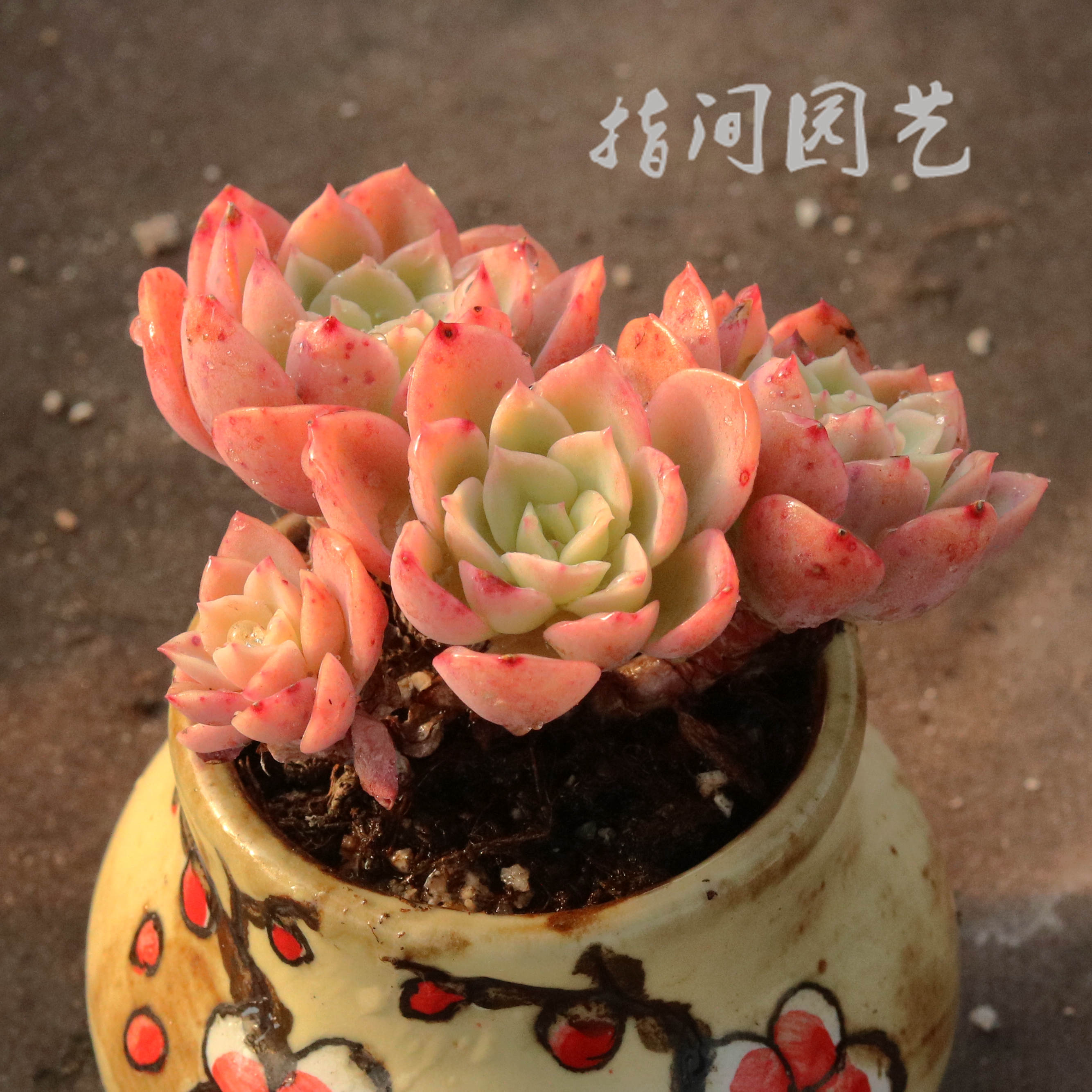 橙黄哈密瓜多肉植物多头群生小桩一物一拍室内多肉植物