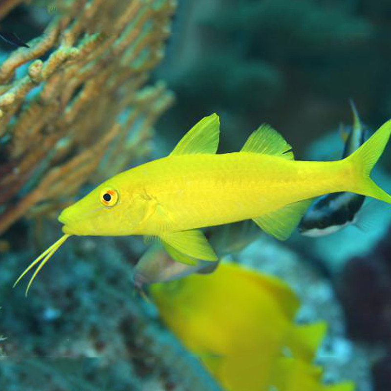 静风听海黄金双色多彩黄背山羊海水生物体观赏鱼鱼