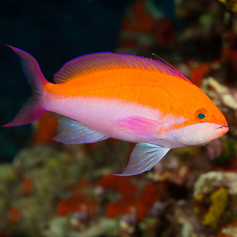 海金鱼紫罗兰蓝眼宝石鱼夏威夷宝石紫印鱼活体海水热带观赏静风