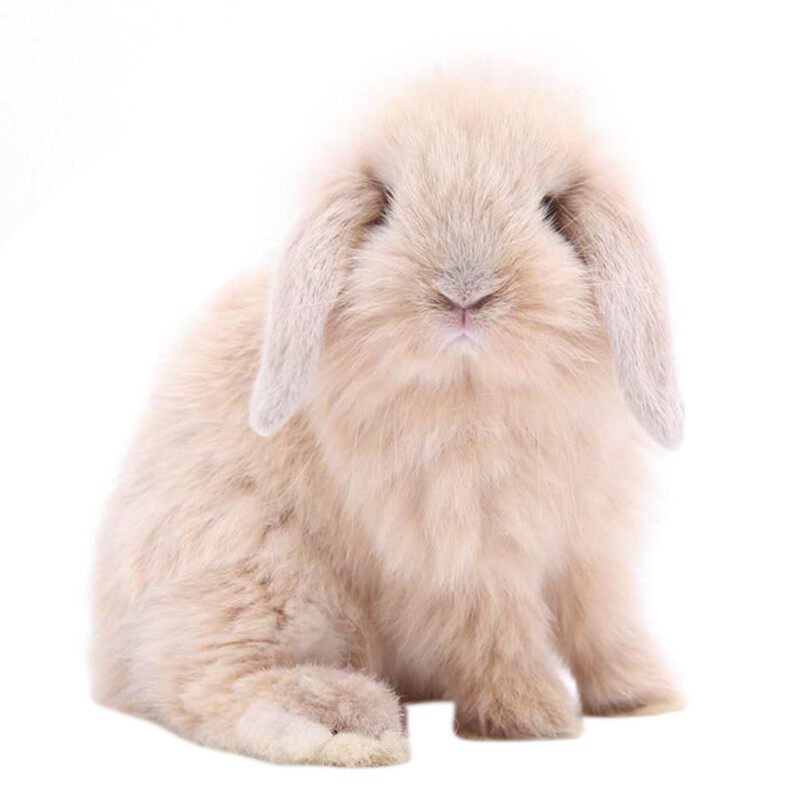 活体猫猫兔活宠物兔子垂耳兔垂耳茶杯猫迷你茶杯兔