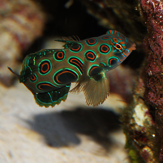 青蛙海水五彩圆点金翅火麒麟珊瑚活体除虫热带鱼鱼