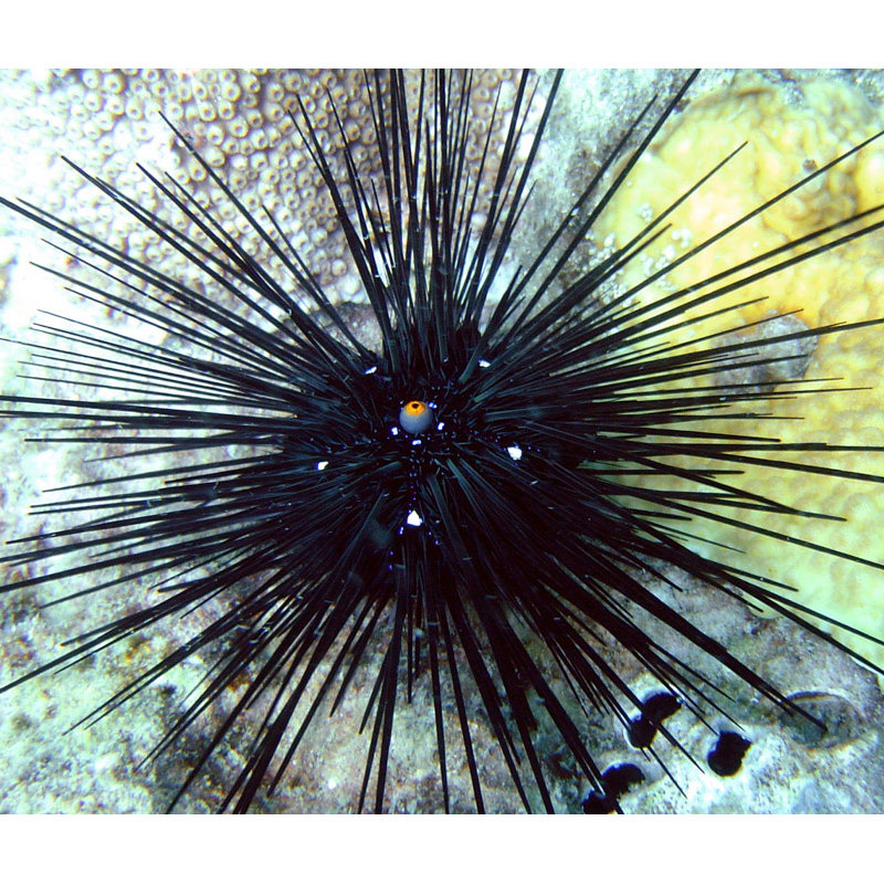 礼服海胆红礼魔鬼火焰绣球短长彩色活体海水其它水族宠物