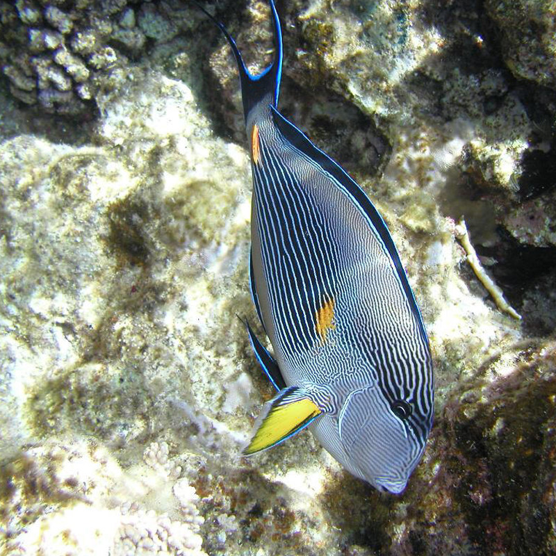 红海骑士红线纹吊波纹吊耳一字虎吊观赏鱼活体鱼