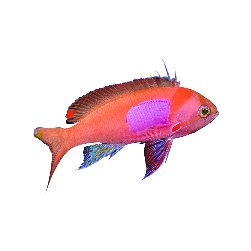 海金鱼紫罗兰蓝眼宝石鱼夏威夷宝石紫印鱼活体海水热带观赏静风