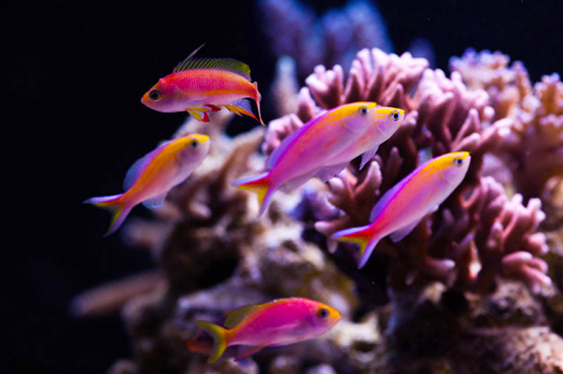 海金鱼紫罗兰蓝眼宝石鱼夏威夷宝石紫印鱼活体海水热带观赏静风