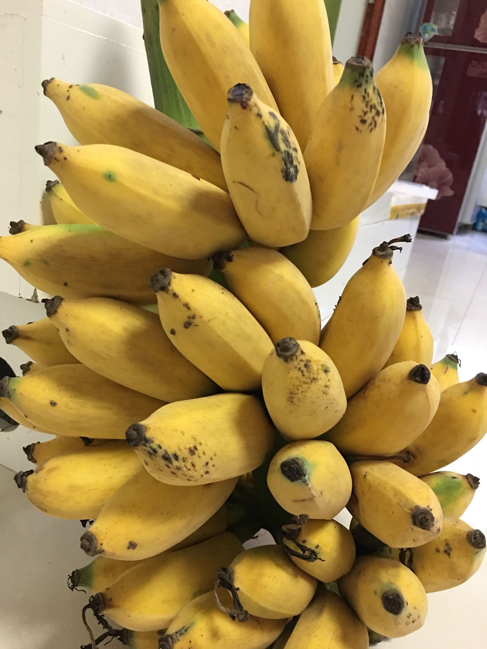 9斤粉蕉西贡新鲜香蕉当季水果果粉焦奶蕉包香蕉