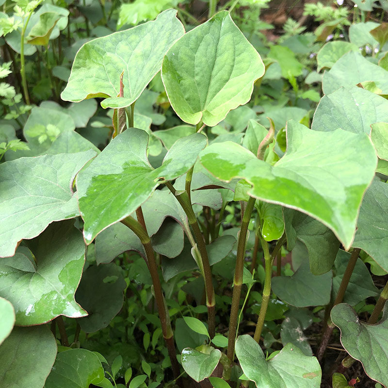 湖南野生鱼腥草新鲜嫩叶子1斤折耳根鱼心草农村野菜凉拌折儿根节