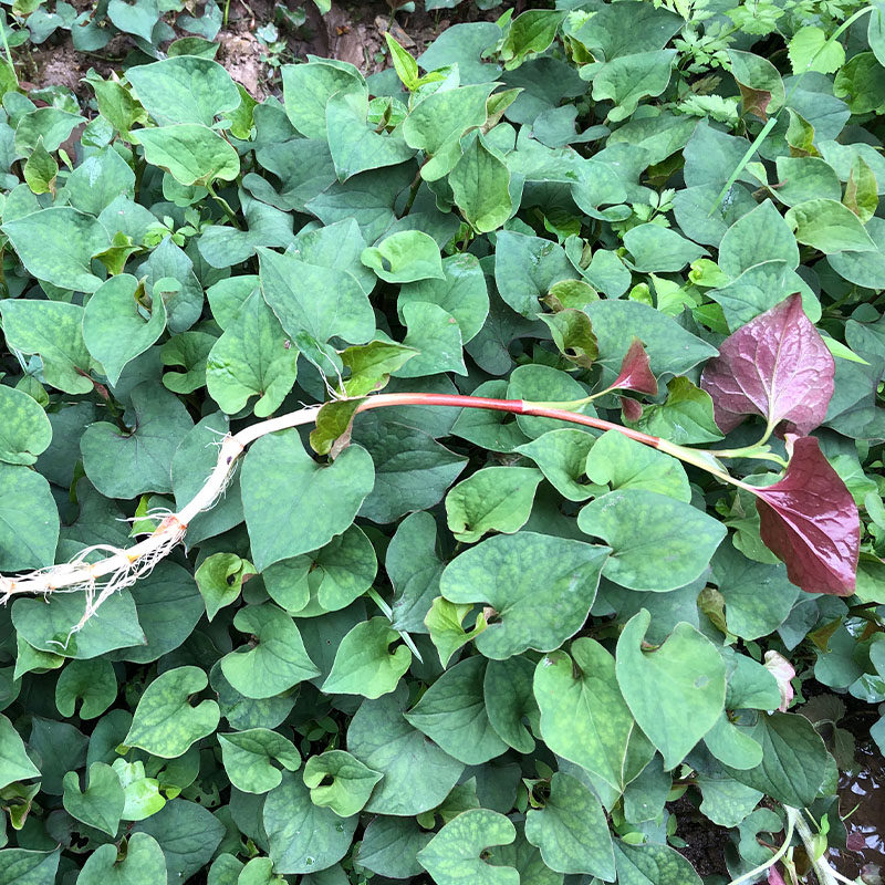 湖南野生鱼腥草新鲜嫩叶子1斤折耳根鱼心草农村野菜凉拌折儿根节