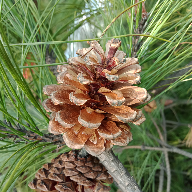 214cm松果松塔天然野生松球圣诞装饰摆件幼儿园干花