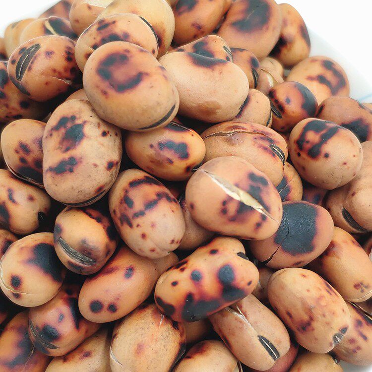 大豆兰州特产原味农家自产西北干炒羊眼青海其它