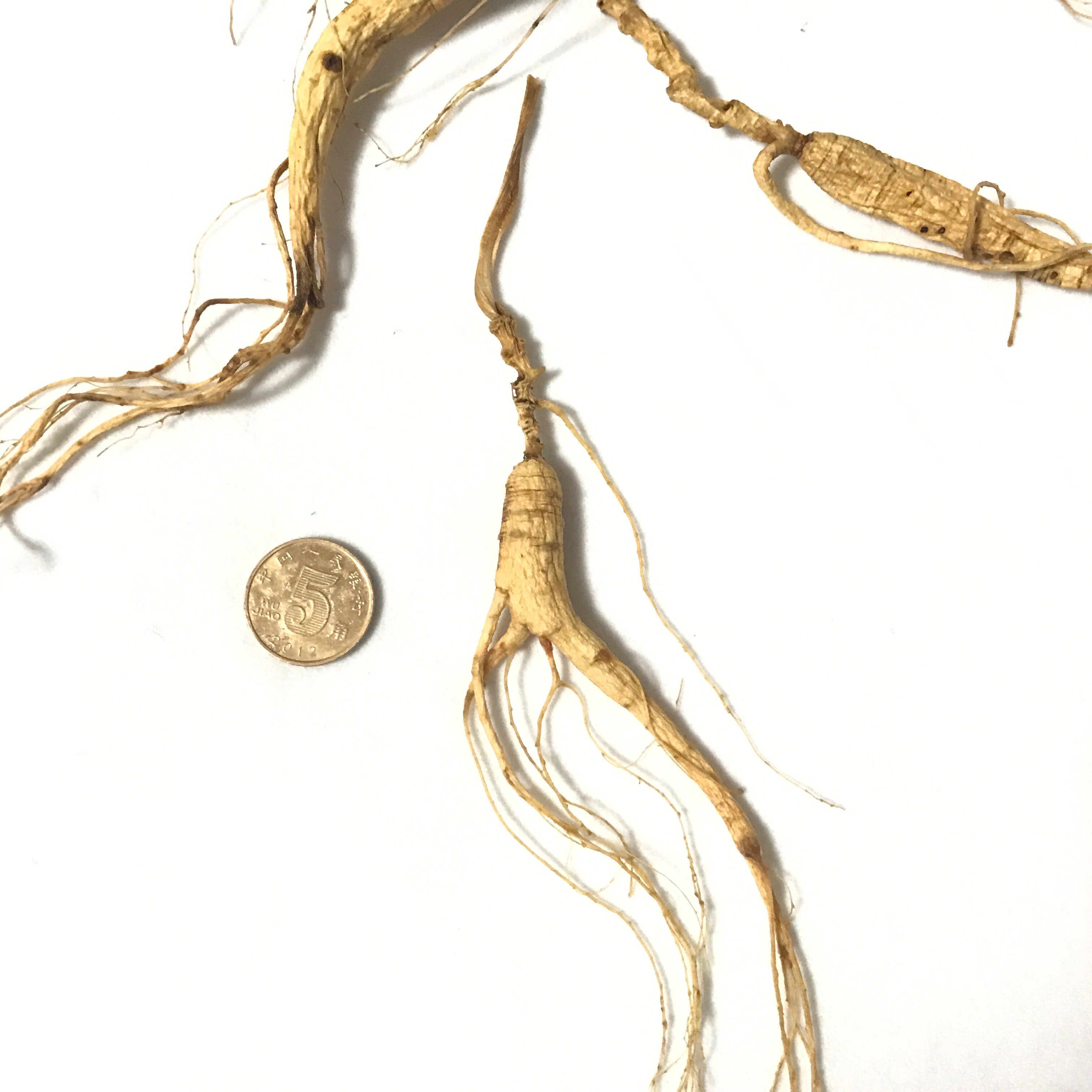 豪尚品煲汤专用13年微残小支人参山参肢体完整3g限量特价供应