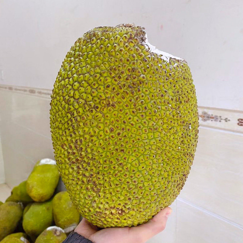 顺丰包邮越南南红菠萝蜜整个当季新鲜进口水果菠萝蜜