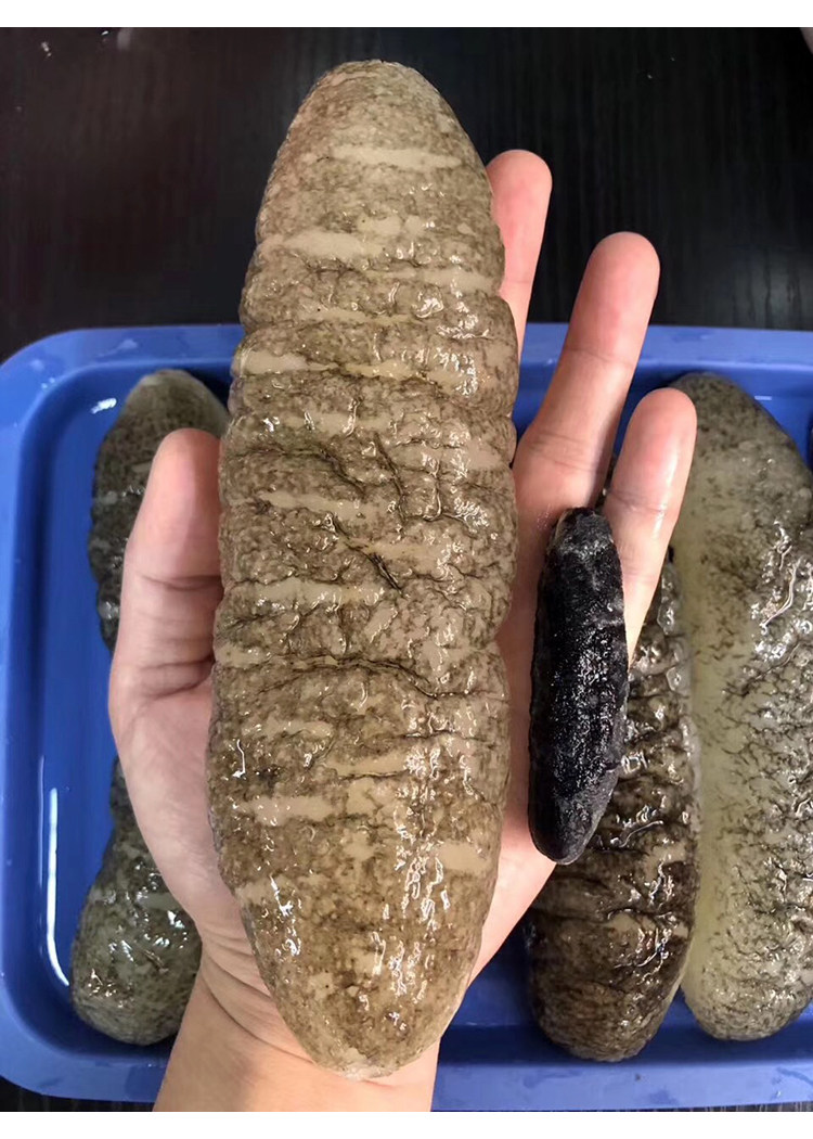 野生35头非洲明秃深海淡干海参干货正品孕妇海参