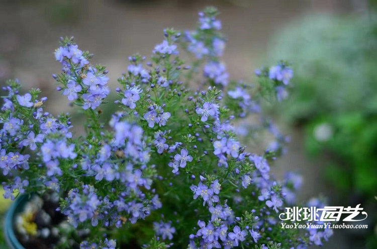 地肤蓝色哈密瓜多年生草本花卉耐热耐寒花期10cm时令草本花卉