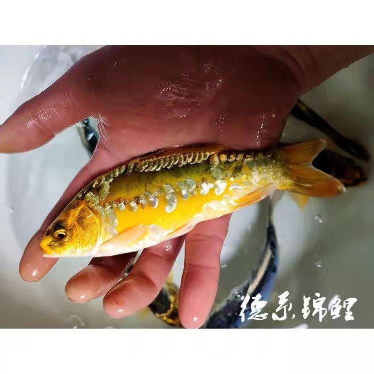 淡水德系锦鲤活体观赏鱼鱼苗好养耐活纯种秋翠鱼