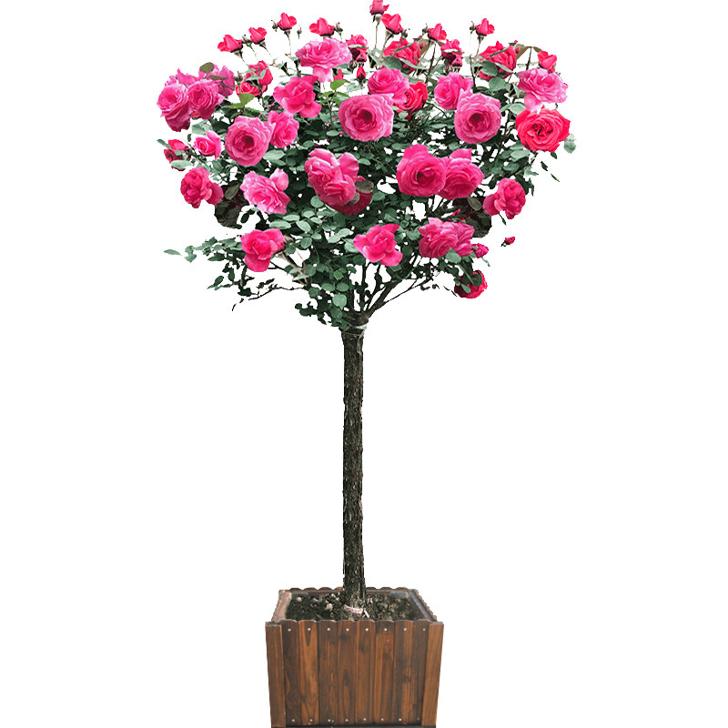 树状月季树造型高杆老桩玫瑰树苗多季开花卉大花浓香彩色树桩盆栽