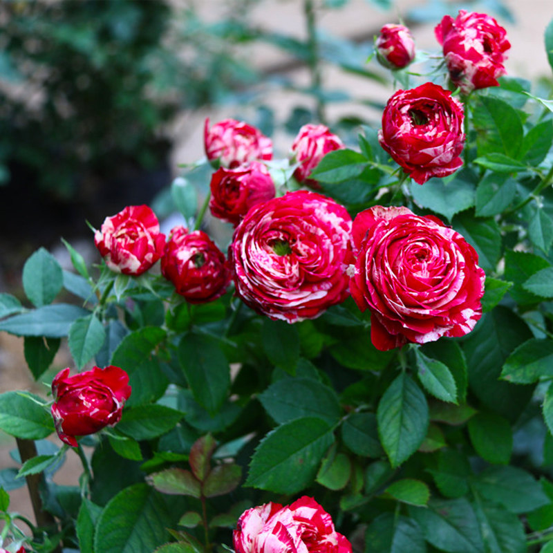 条纹月季花苗月季花大苗红白白毛彼得毛莨多头时令草本花卉