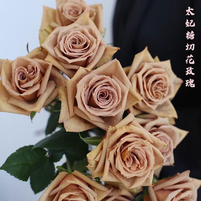 新品太妃糖玫瑰厄瓜多尔复古色切花玫瑰花苗多季开花庭院阳台月季