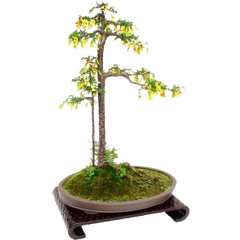 金雀黄金雀金丝雀室内开花当年花苗盆栽盆景锦鸡绿植