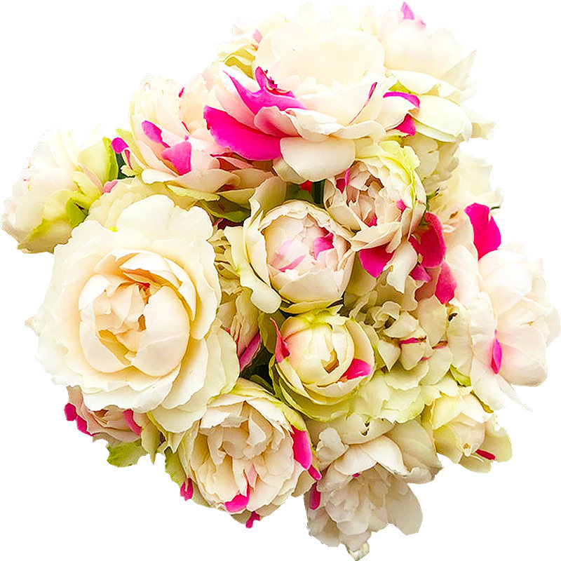 新品白桃草莓冻糕月季月季花花苗四季开花多头花卉