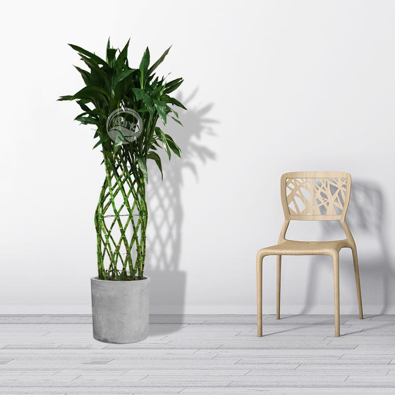 富贵富贵竹竹笼盆栽开运大型绿植办公室客厅室内绿植