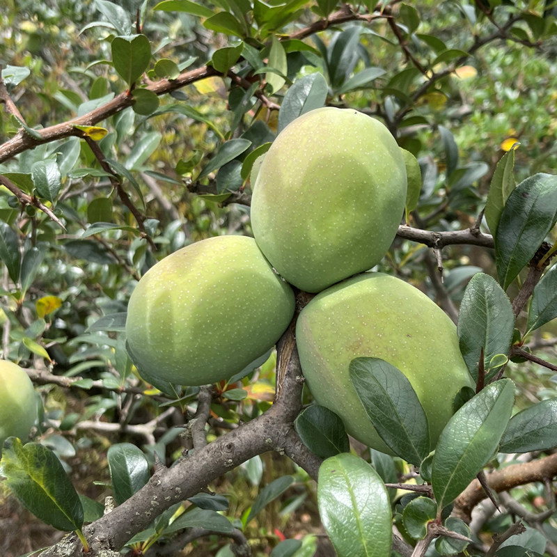 木瓜云南新鲜黄酸包邮酸水果特产孕妇野生泡酒木瓜