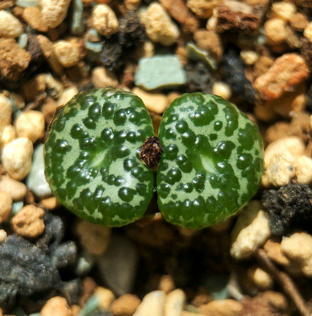 植物大黑黑点泡泡安贞母本番杏科肉锥稀有有多多肉植物