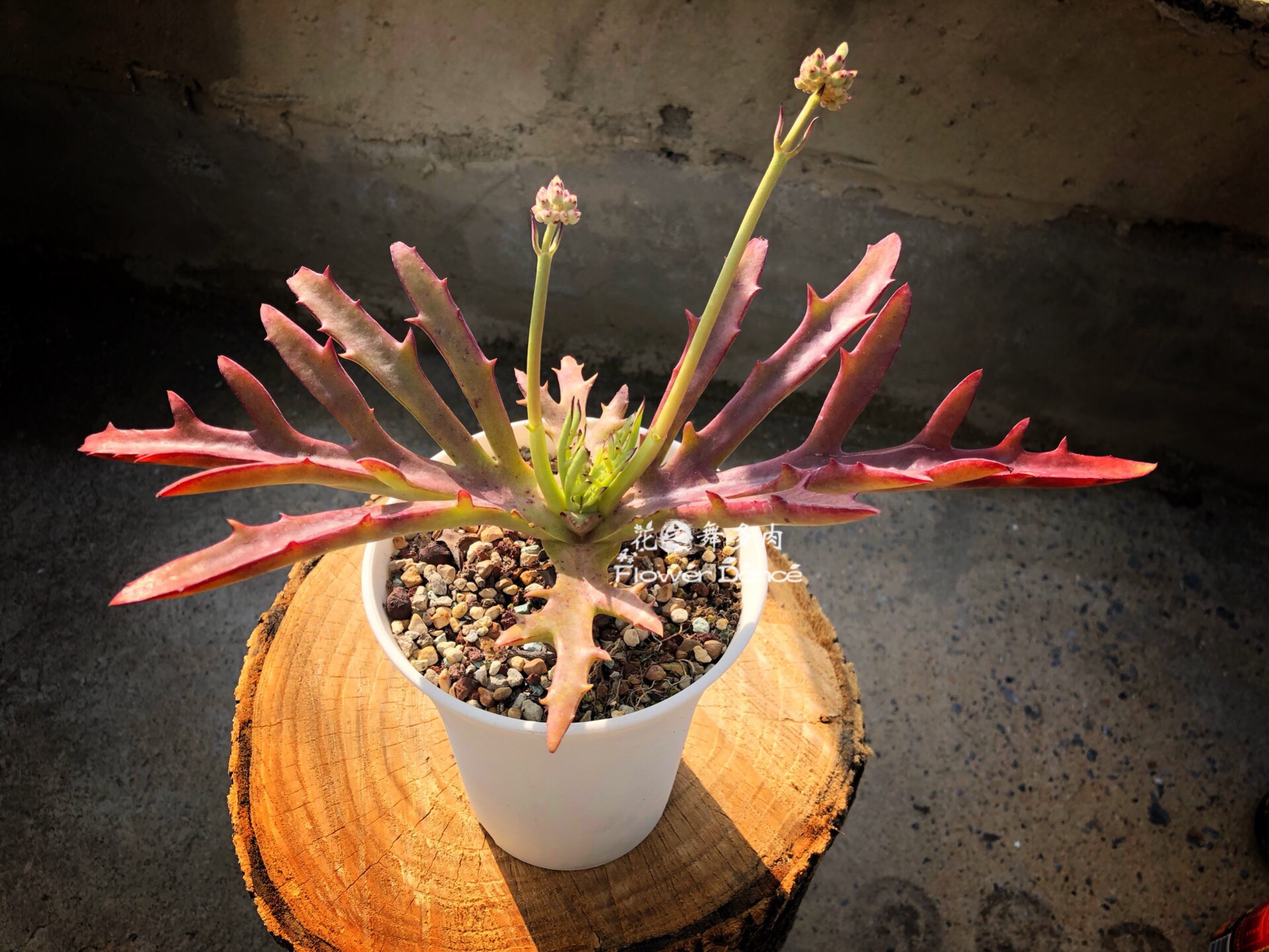 鹿角长寿草日系多植物进口多肉室内大型盆栽多肉植物