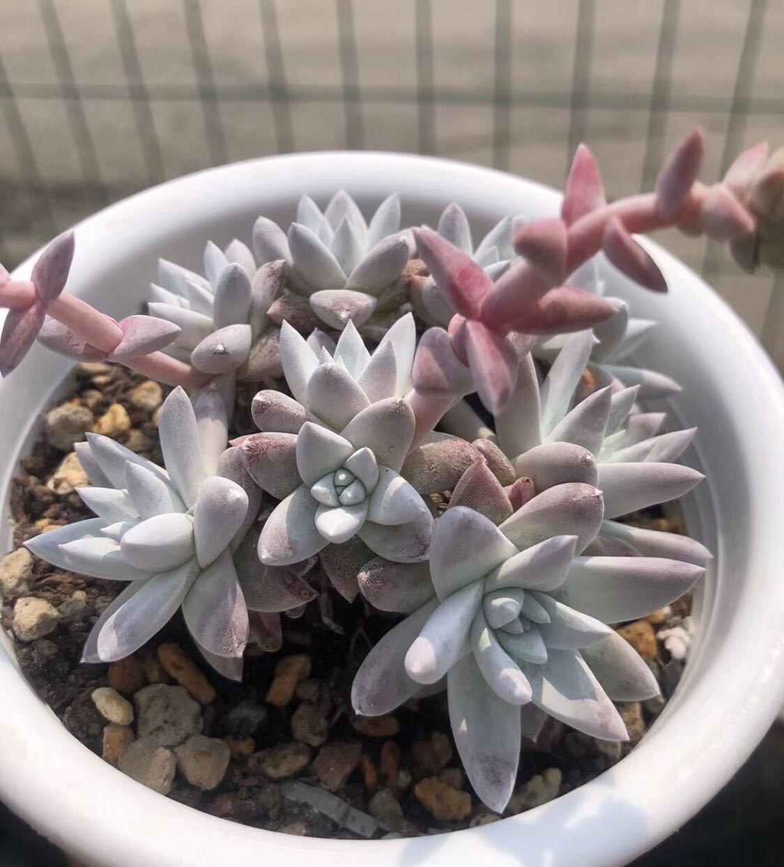 白菊丸叶仙女杯日系老桩多肉植物好养短叶一物多肉植物