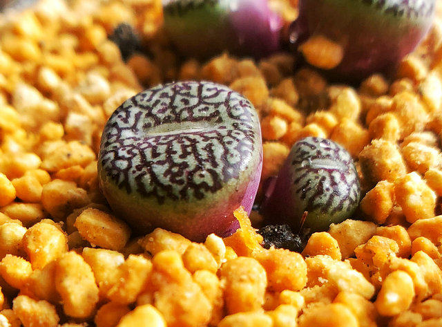 墨小唐草纹超墨肉锥番杏科日本进口多肉植物多肉植物