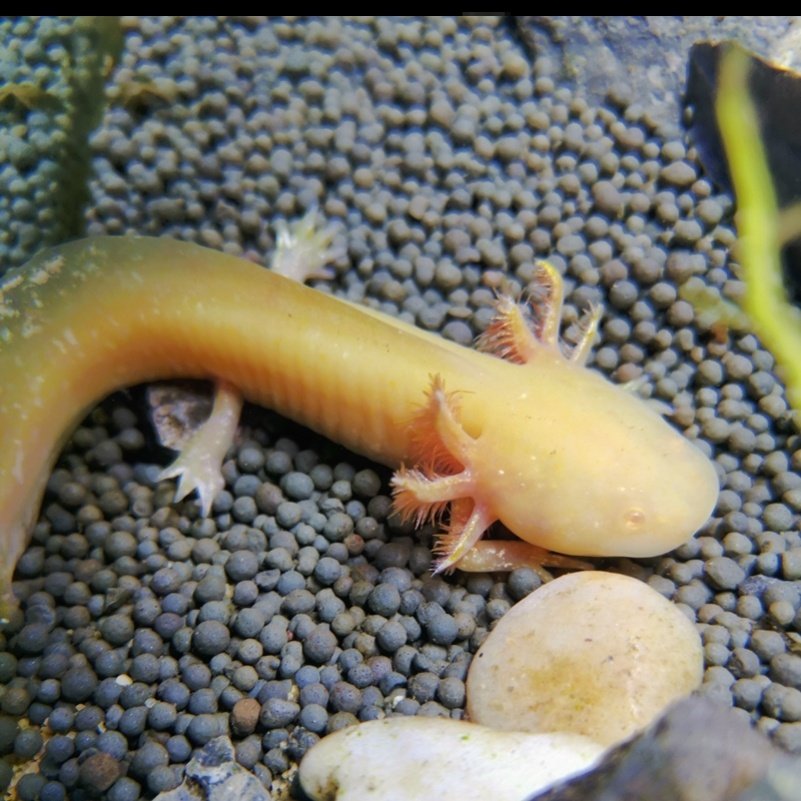 蝾螈六角恐龙鱼霸王大型大号成年体东方稀有最耐养的鱼类包活包损