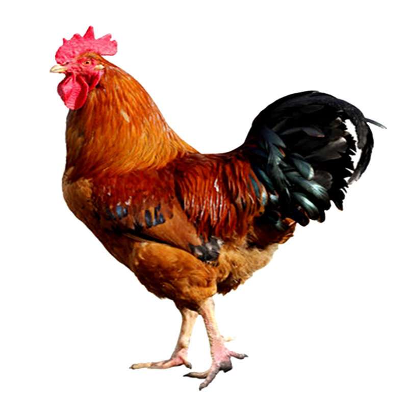 纯种九斤红种蛋可孵化红玉小鸡大型土鸡受精蛋九斤黄肉鸡20枚包邮