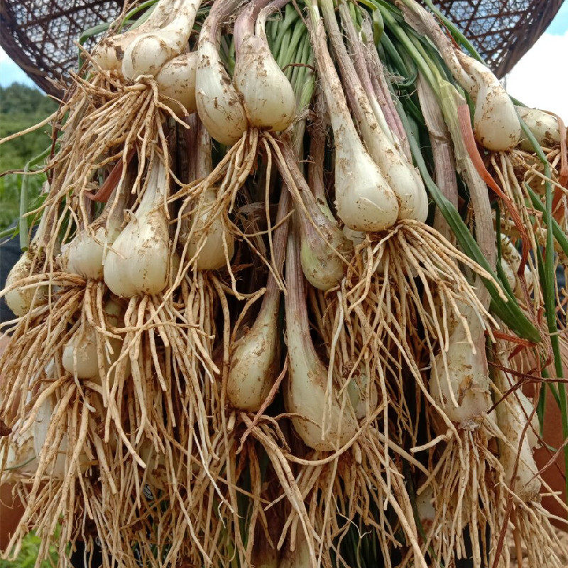 现货藠头新鲜湖南茭头农家自种鲜生荞头叫头其它