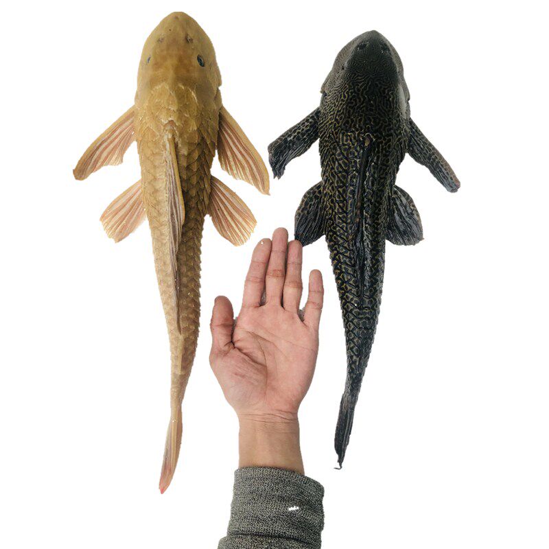 清道夫活体鱼缸垃圾清洁工具女皇鱼苗最好养的热带女王观赏鱼套餐