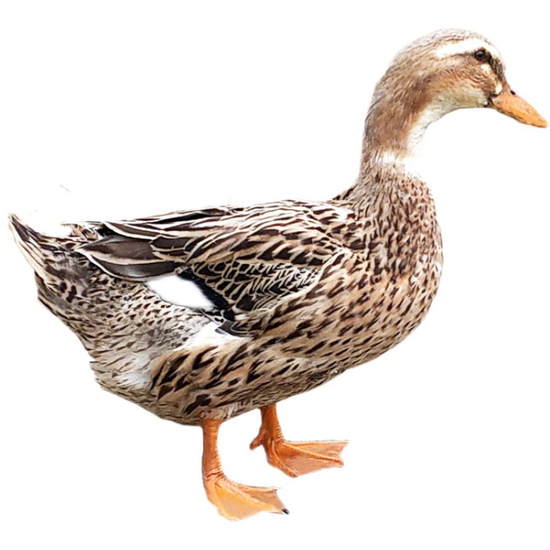 湖南怀化农村散养土麻鸭肉新鲜现宰冷冻生鲜鸭肉